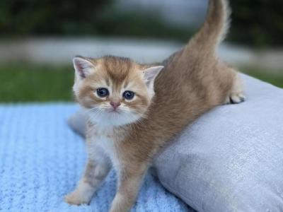 Dzianis - Cat Breeder - Feasterville&comma; PA&comma; US