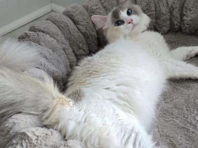 Zelda - Cat Breeder - Sicklerville, NJ, US Zelda - Cat Breeder - Sicklerville, NJ, US
