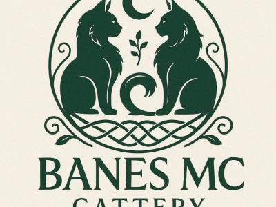 Banes MC Cattery - Cat Breeder - Longview&comma; WA&comma; US