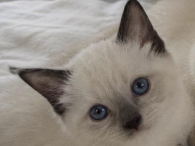 Pearl's Royal Paws - Cat Breeder - Ridgewood&comma; NY&comma; US