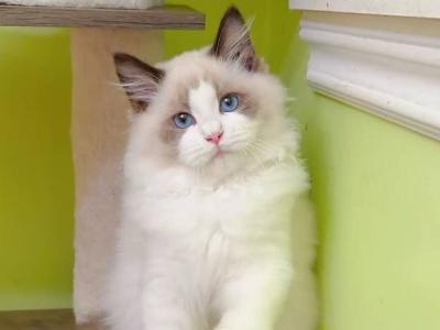 Tali - Cat Breeder - Encino, CA, US Tali - Cat Breeder - Encino, CA, US