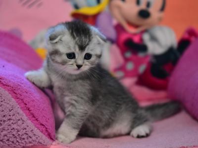 Odil - Cat Breeder - Apollo Beach, FL, US Odil - Cat Breeder - Apollo Beach, FL, US
