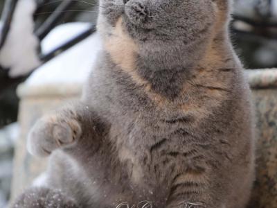 Amanda - Cat Breeder - Rancho Bernardo, CA, US Amanda - Cat Breeder - Rancho Bernardo, CA, US
