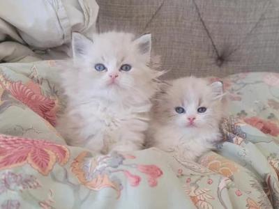 Celine - Cat Breeder - San Jose, CA, US Celine - Cat Breeder - San Jose, CA, US