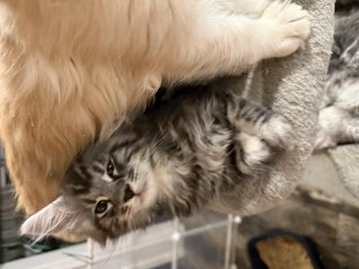 Tricia - Cat Breeder - Brookfield, OH, US Tricia - Cat Breeder - Brookfield, OH, US