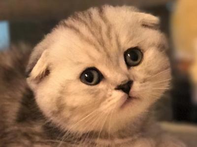 Elena - Cat Breeder - Orlando, FL, US Elena - Cat Breeder - Orlando, FL, US