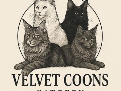 Shelby - Cat Breeder - Desoto, TX, US Shelby - Cat Breeder - Desoto, TX, US