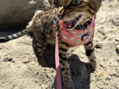 Yousra - Cat Breeder - CA&comma; US