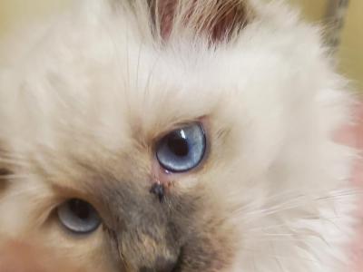 Jessica - Cat Breeder - Coudersport, PA, US Jessica - Cat Breeder - Coudersport, PA, US