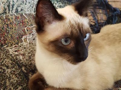 Audrey - Cat Breeder - Barnett&comma; MO&comma; US