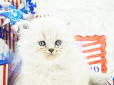 RACHEL - Cat Breeder - FL&comma; US