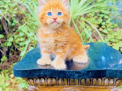 Victoria - Cat Breeder - Grant Valkaria&comma; FL&comma; US