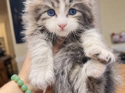 Victoria - Cat Breeder - Grant Valkaria&comma; FL&comma; US