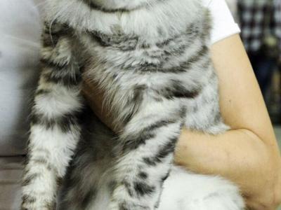 Starlet Pet - Cat Breeder - NY&comma; US