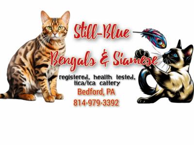 Heather - Cat Breeder - Bedford, PA, US Heather - Cat Breeder - Bedford, PA, US