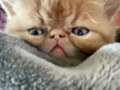 Purr angels - Cat Breeder - Arlington Heights&comma; IL&comma; US