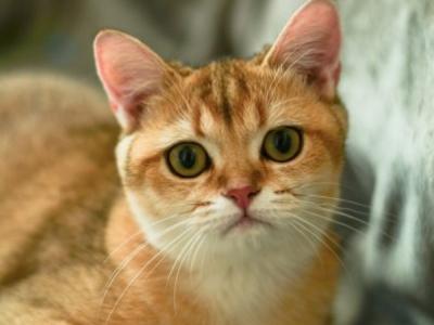 Kirill - Cat Breeder - Manorville&comma; NY&comma; US