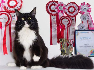 UA Mazurka - Cat Breeder - Brooklyn, NY, US UA Mazurka - Cat Breeder - Brooklyn, NY, US