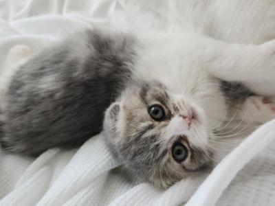 April - Cat Breeder - Kernersville&comma; NC&comma; US
