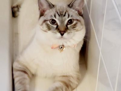 Diane - Cat Breeder - Overland Park&comma; KS&comma; US