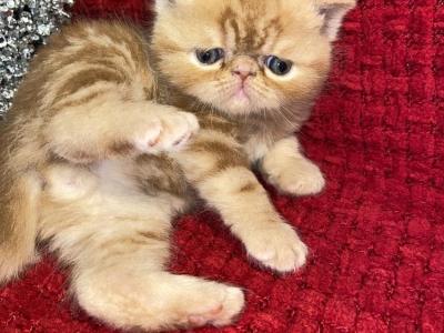 Robin - Cat Breeder - Poplarville, MS, US Robin - Cat Breeder - Poplarville, MS, US
