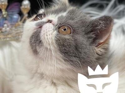 Mon Chéri Cattery - Cat Breeder - AR, US Mon Chéri Cattery - Cat Breeder - AR, US