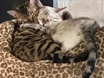 Christy - Cat Breeder - Glen Allen, VA, US Christy - Cat Breeder - Glen Allen, VA, US