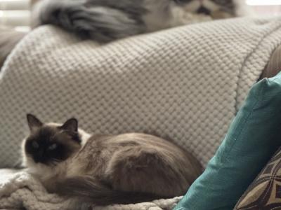 Amanda - Cat Breeder - McKinney, TX, US Amanda - Cat Breeder - McKinney, TX, US