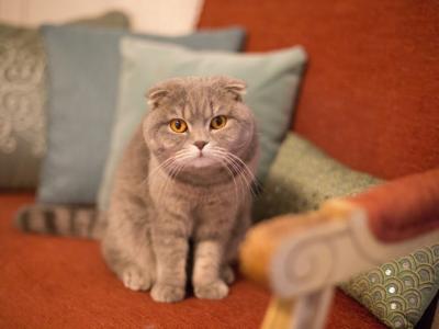 Lavonne - Cat Breeder - Levittown&comma; PA&comma; US