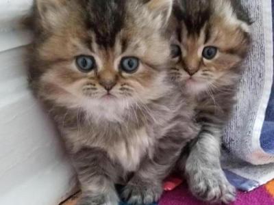 Valentina - Cat Breeder - Brooklyn&comma; NY&comma; US