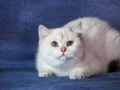 Victor Miskov - Cat Breeder - San Diego&comma; CA&comma; US