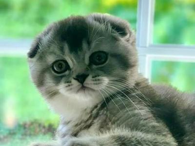 Abbeva Cattery - Cat Breeder - Lindenhurst&comma; NY&comma; US