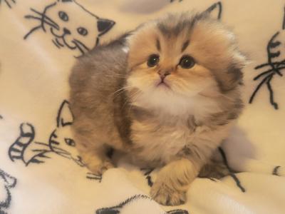Beth - Cat Breeder - Berlin, NJ, US Beth - Cat Breeder - Berlin, NJ, US