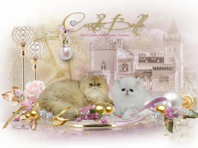 Vivi - Cat Breeder - Chino Hills&comma; CA&comma; US