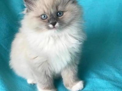 Tatyana - Cat Breeder - Warwick&comma; RI&comma; US
