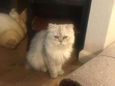 Robbie - Cat Breeder - CA&comma; US