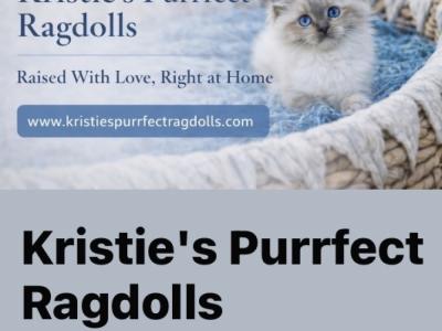 Kristie - Cat Breeder - Mount Joy&comma; PA&comma; US