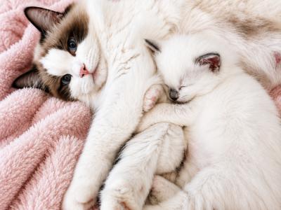 Kristie - Cat Breeder - Mount Joy, PA, US Kristie - Cat Breeder - Mount Joy, PA, US