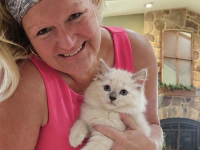 Kristie - Cat Breeder - Mount Joy&comma; PA&comma; US