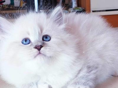 LINDA VAN - Cat Breeder - Eau Claire&comma; WI&comma; US