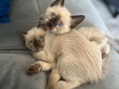 Alex Wells - Cat Breeder - Brooklyn&comma; NY&comma; US