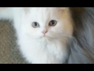 Ernisa - Cat Breeder - Parkville, MD, US Ernisa - Cat Breeder - Parkville, MD, US