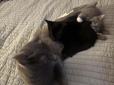 Maria - Cat Breeder - NJ&comma; US