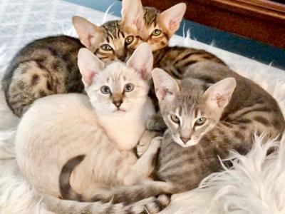 Christine - Cat Breeder - Sunbury, OH, US Christine - Cat Breeder - Sunbury, OH, US