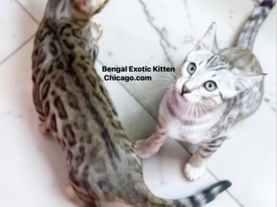 Vick - Cat Breeder - IL, US Vick - Cat Breeder - IL, US