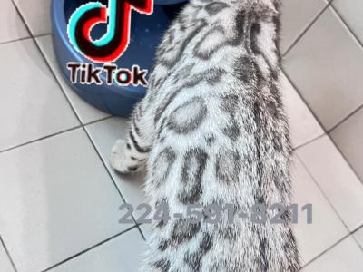 Vick - Cat Breeder - Chicago&comma; IL&comma; US