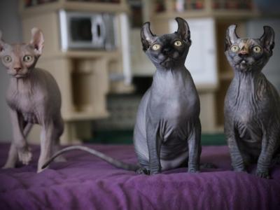 Jennifer - Cat Breeder - Scottsdale, AZ, US Jennifer - Cat Breeder - Scottsdale, AZ, US