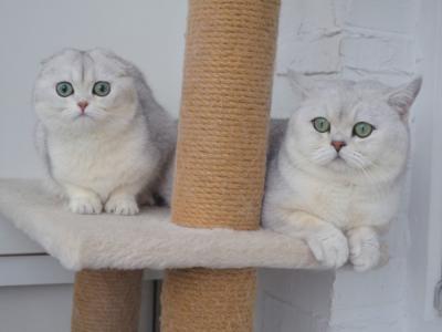Tati - Cat Breeder - Fort Lee&comma; NJ&comma; US