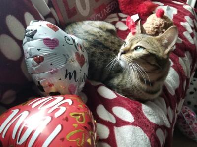 Melissa - Cat Breeder - VA&comma; US