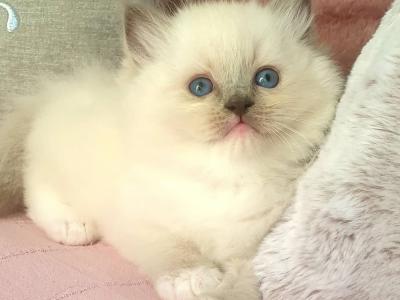 Anna Hjort - Cat Breeder - Bradenton&comma; FL&comma; US